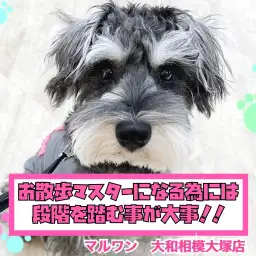 【 お役立て情報 】段階を踏むのが大事!上手なお散歩の始め方!