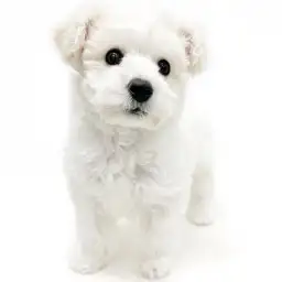 ビションフリーゼ