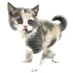 ブリティッシュショートヘア