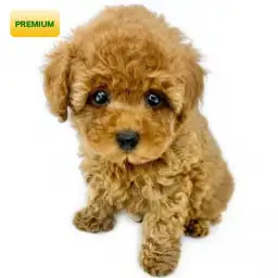 トイ・プードル