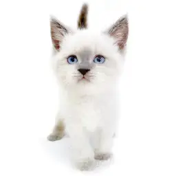 ブリティッシュショートヘア