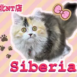 【 サイベリアン 】美猫に成長!4ヶ月のアクティブなキャリコカラーの女の子!