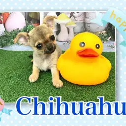 【 チワワ 】お茶目な女の子、スムチーちゃんの生後103日