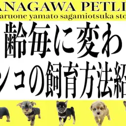 【 神奈川ペットライフ 】初心者の方必見!月齢毎に変わるワンコの飼育方法をご紹介