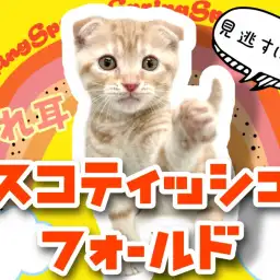 【 スコティッシュフォールド 】愛嬌たっぷりまん丸お顔の折れ耳仔猫ちゃん!