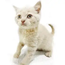 ブリティッシュショートヘア