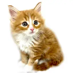 ノルウェージャンフォレストキャット