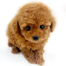 トイ・プードル