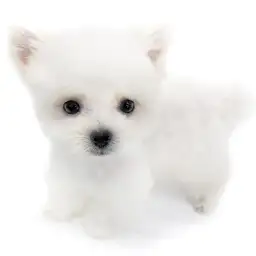 MIX（マルチーズ×ポメラニアン）