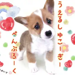 【 ウェルシュコーギーペンブローク 】お手入れ完璧!短足界のトップスター!!