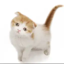 スコティッシュフォールド