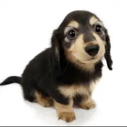 ミニチュア・ダックスフント