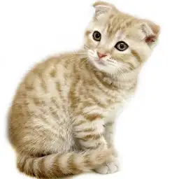 スコティッシュフォールド