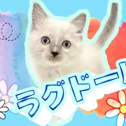 【 ラグドール 】澄んだ水色の瞳は癒しそのもの!大人気猫種登場!!
