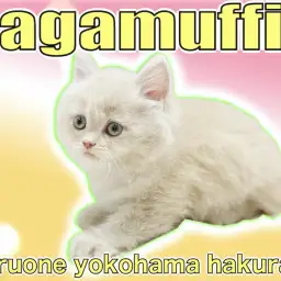 【 ラガマフィン 】懐っこくて甘えん坊!スキンシップ大好きなぬいぐるみ猫