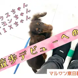 【 トレーニング 】ワクチンプログラム終了!~お散歩デビューへの道~