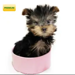 ヨークシャーテリア