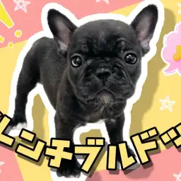 【 フレンチブルドッグ 】鼻ぺちゃ代表犬種!無邪気な姿が可愛すぎるフレブルちゃん