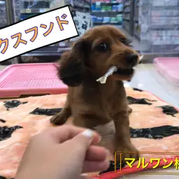 【 ミニチュアダックスフント 】お手入れ完璧!初心者でも飼いやすいダックスちゃん