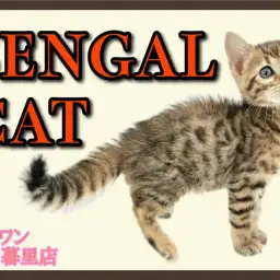 【 ベンガル 】甘えん坊とレオパード模様で野性味溢れる究極のギャップ萌え!