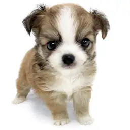 MIX（チワワ×パピヨン）