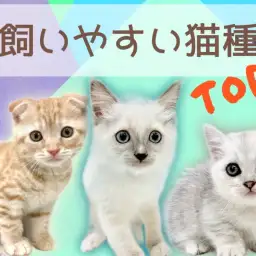【 おすすめ猫種 】初めての子猫を迎える方必見!飼いやすい猫種ランキング