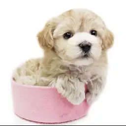 MIX（マルチーズ×トイプードル）