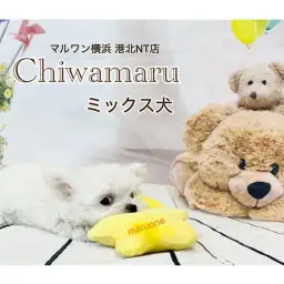【 ミックス 】360g!小さなハイブリッドチワマルちゃん!