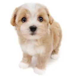 MIX（マルチーズ×トイプードル）