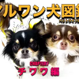 【 マルワン犬図鑑 】チワワの魅力をペットショップスタッフが独自解説！
