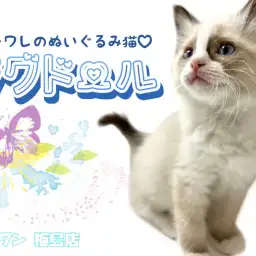 【 ラグドール 】子猫人気NO.1！ハチワレ模様が特徴のぬいぐるみ猫！
