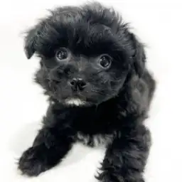 MIX（トイプードル×チワワ）