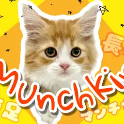 【 マンチカン 】猫界のダックスフント!短足長毛で魅力がいっぱいなマンチカン!