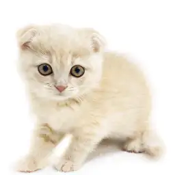 スコティッシュフォールド