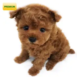 トイ・プードル