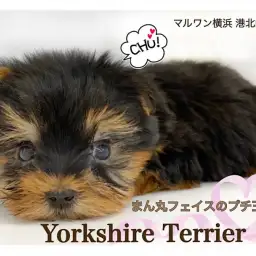 【 ヨークシャーテリア 】生後57日400g!まん丸フェイスのヨーキー君