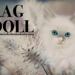 【 ラグドール 】クールに見えるけど実は甘えん坊!スキンシップ方法も公開!