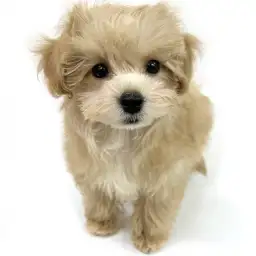 MIX（マルチーズ×トイプードル）