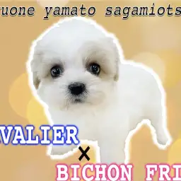 【 MIX 】全国的に大人気！キャバリアとビションフリーゼのハーフ犬キャバション