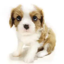 キャバリア・キングチャールズ・スパニエル