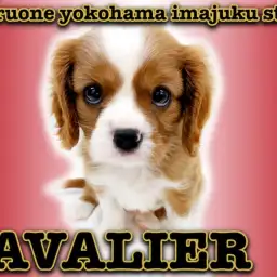 【 キャバリア 】ブレナムスポットを持つ希少カラー！ルビー＆ホワイトの癒し系男子