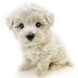 MIX（マルチーズ×トイプードル）