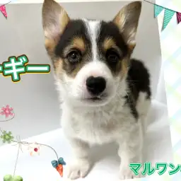 【 コーギー 】希少なレアカラー!ブラックヘッドコーギーが再登場!