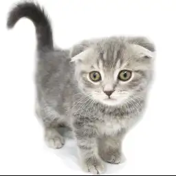 スコティッシュフォールド