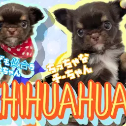 【 極小チワワ 】両親共に2.3kgの小柄な子!性格・顔立ち良しのプレミアムわんこ