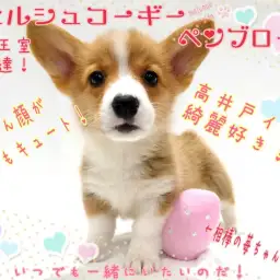 【 ウェルシュコーギーペンブローク 】ロイヤルドッグは高井戸イチの綺麗好き!