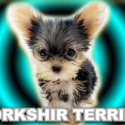 【 ヨークシャーテリア 】生後80日で615g！甘いマスクの手乗りヨーキー！