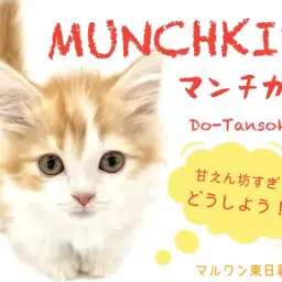 【 マンチカン 】DO-TANSOKUってなに!?東日暮里マンチの秘密を徹底解明