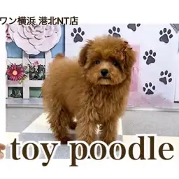 【 トイ・プードル 】ぷちサイズの愛嬌たっぷり!ゆるふわガール