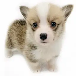 ウェルシュコーギーペンブローク